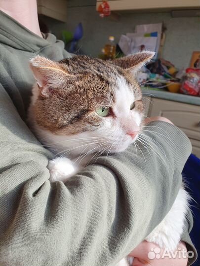 Кот в поиске мамы и дома