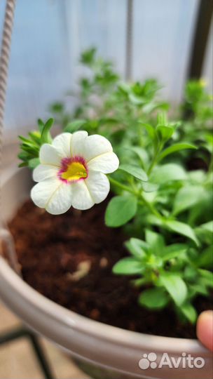 Калибрахоа