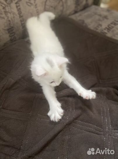 Турецкая ангора