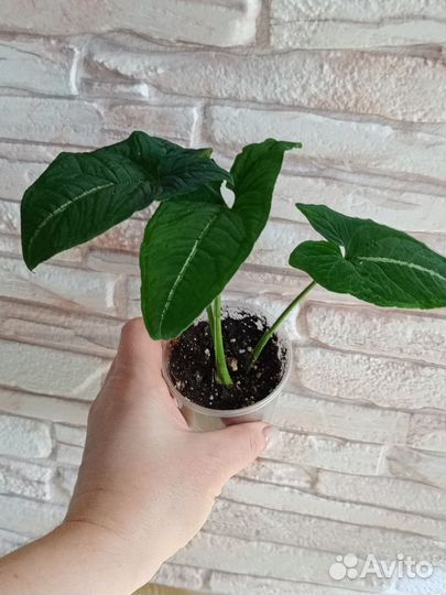 Сингониумы