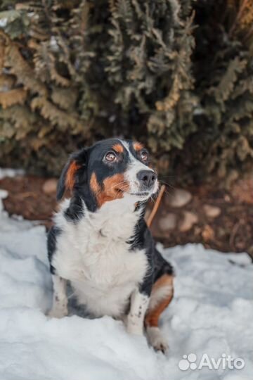 Ищет дом Мелкая Собачка Дина