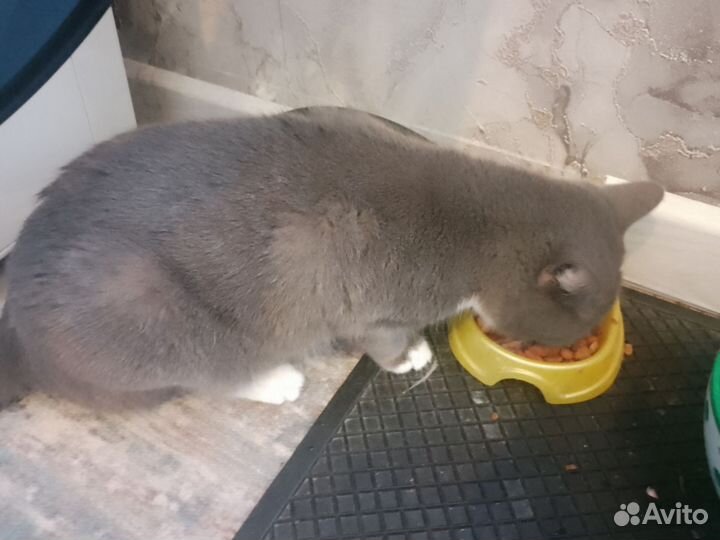 Британская