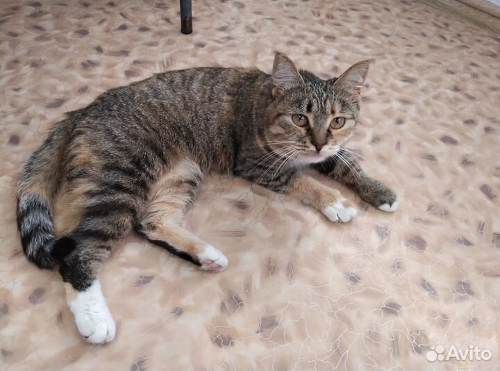Кошка бессплатно