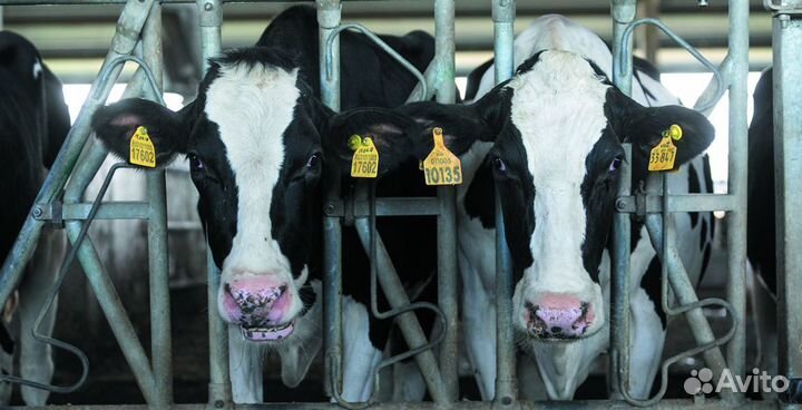 Ветеринарный фельдшер (с. Прелестное)