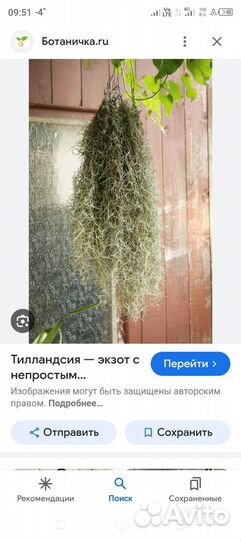 Талландсия уснеевидная