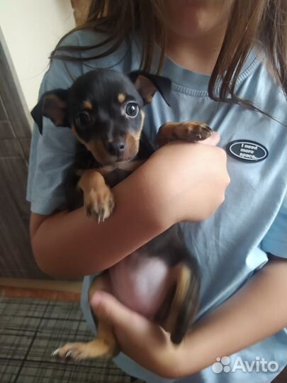 Щенки русский той-терьер