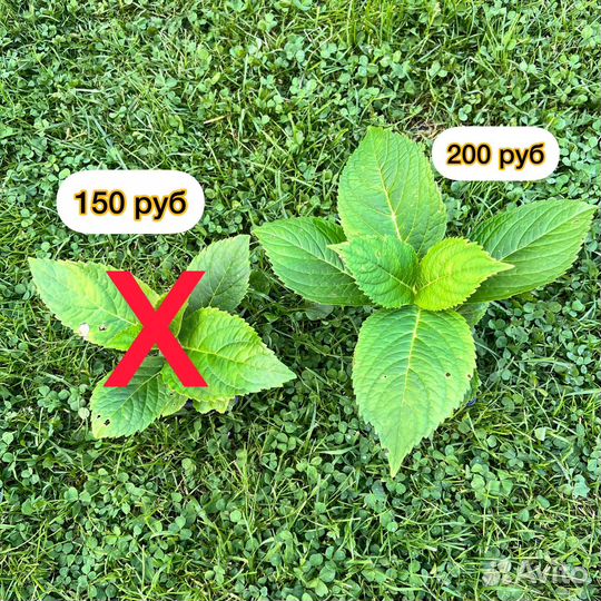 Гортензия крупнолистная