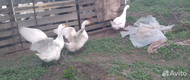 Семья гусей