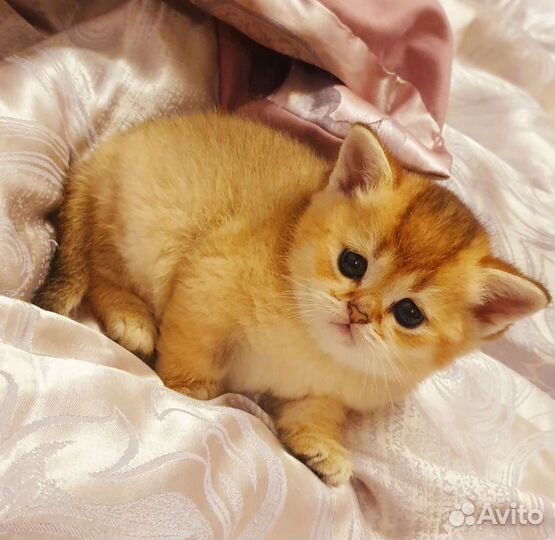 Шотландский кот вязка