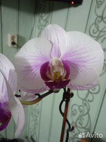 Орхидея фаленопсис