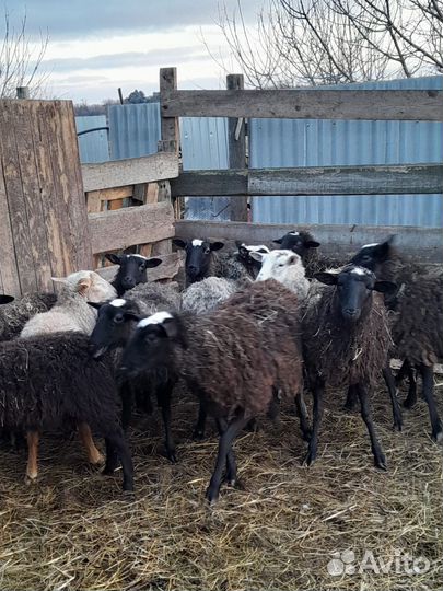 Романовские овцы