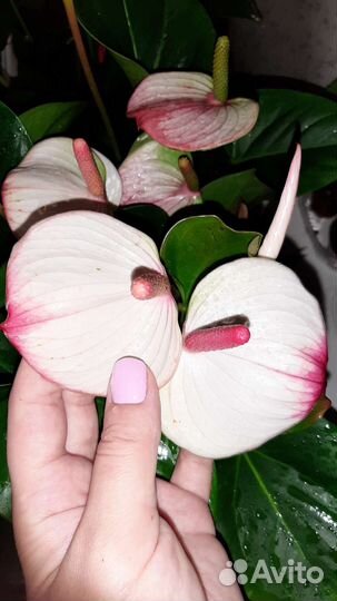 Антуриум Амалия Элеганс