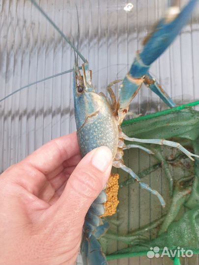 Австралийские раки