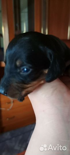 Карликовая такса