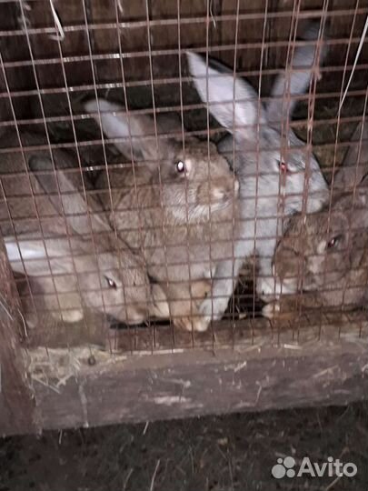 Кролики виликаны