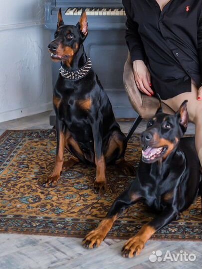 Кинолог-зоопсихолог, ветдиетолог