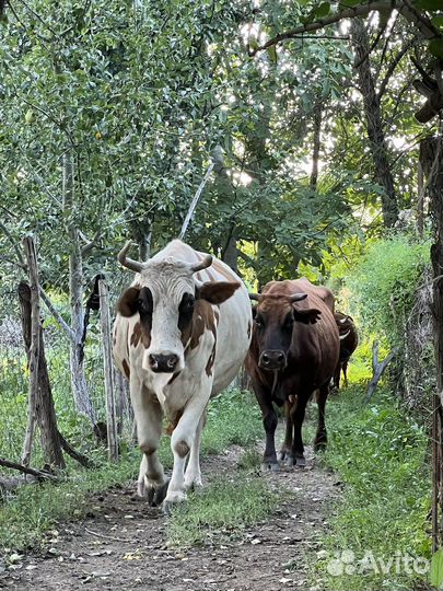 Коровы и телята