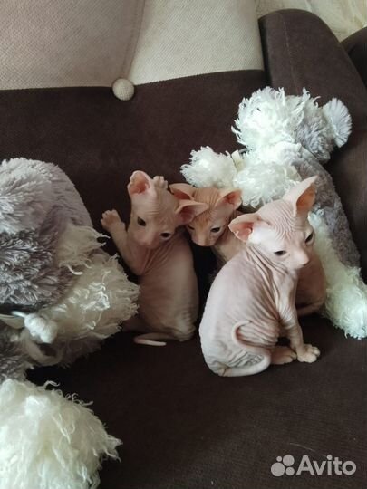 Донской сфинкс котята