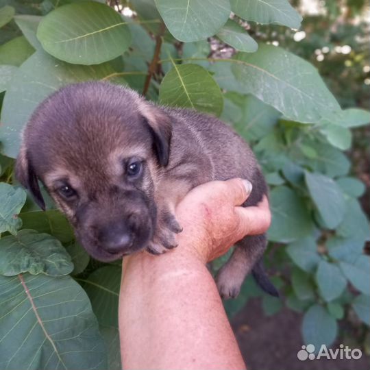 Мальчик 1 месяц