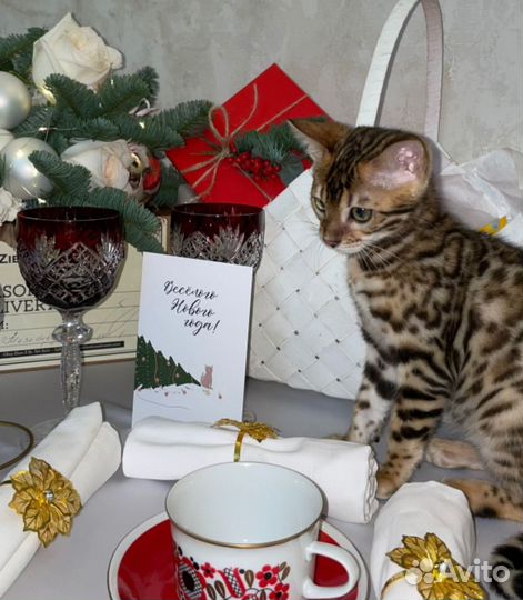 Бенгальские котенок