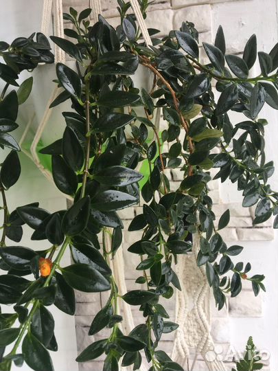 Нематантус