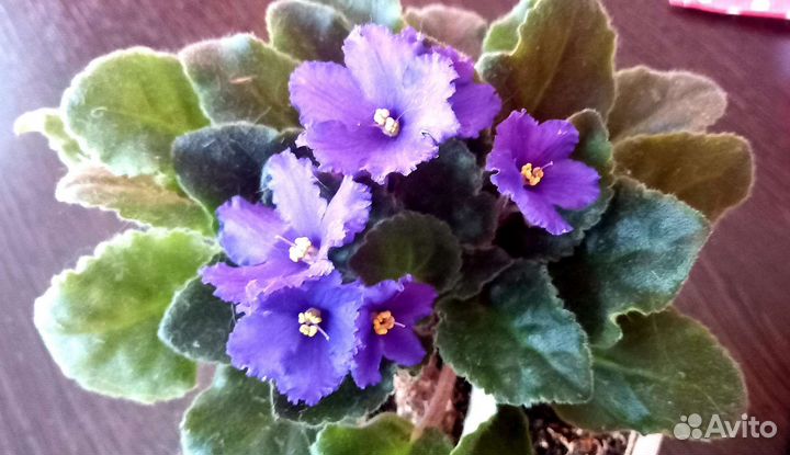 Фиалки цветущие в горшке