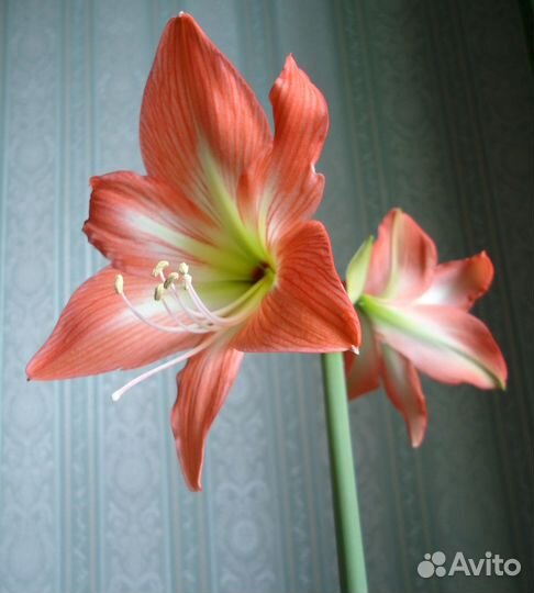 Гиппеаструм Красно-розовый,Оранжево-розовы,Зелёный