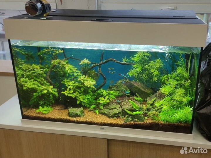 Обслуживание аквариумов. Срочный выезд