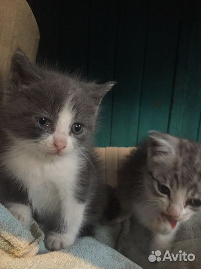 Коты в добрые руки