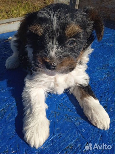 Бивер щенки, помесь