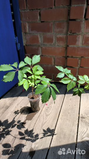 Саженцы многолетних растений