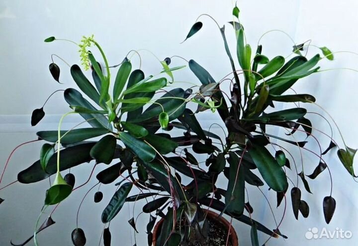 Комнатные растения цветы