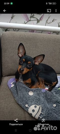 Отдам в добрые руки