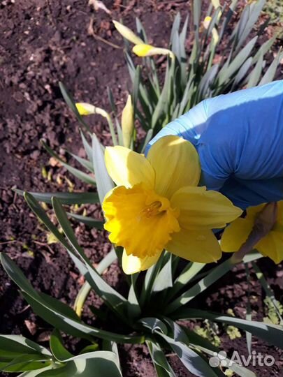 Луковицы нарциссов