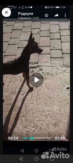 Мини той-терьер