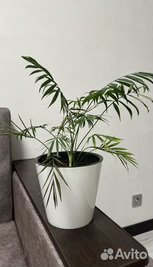 Хамедорея пальма