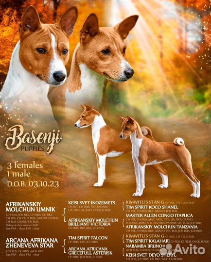 Щенки басенджи