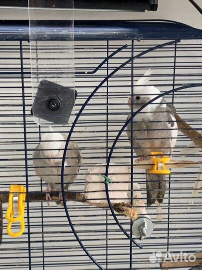 Корелла птенец