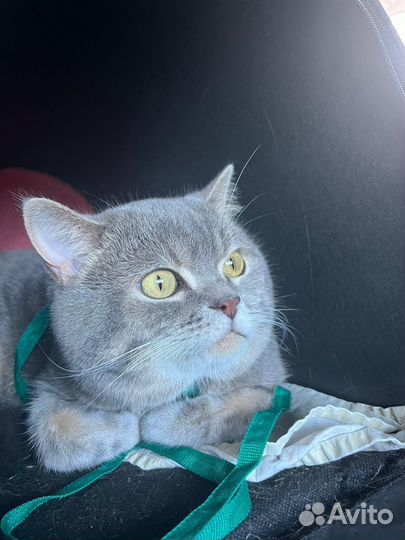 Шотландский кот вязка