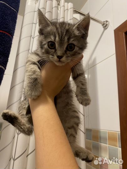 Шотландская