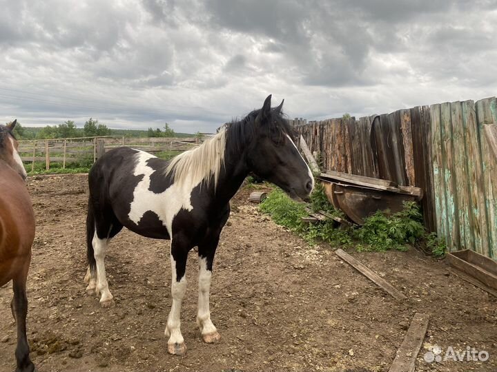Продам коней