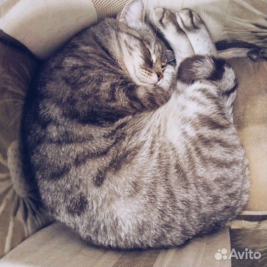 Зоуняня, передержка животных,кошек, собак,растений