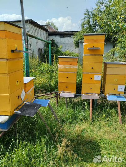 Пчелы и улья