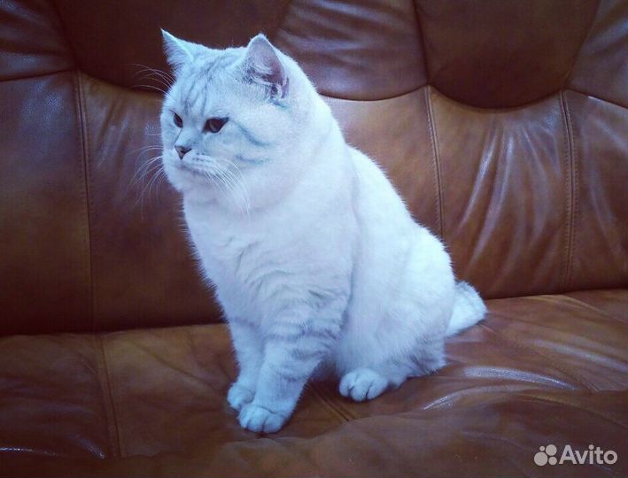 Шикарный Кот Вязка