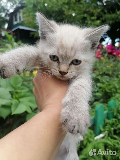 Котята в добрые руки бесплатно