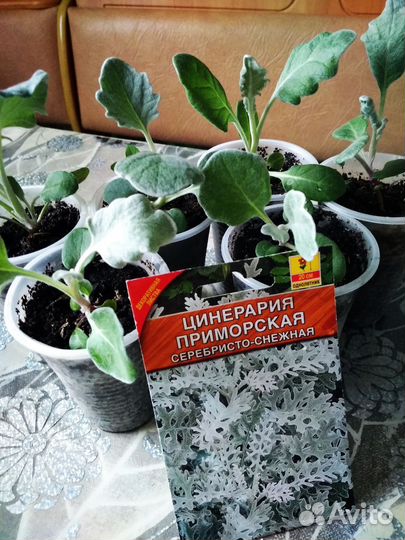 Эустома, цинерарии,лилии