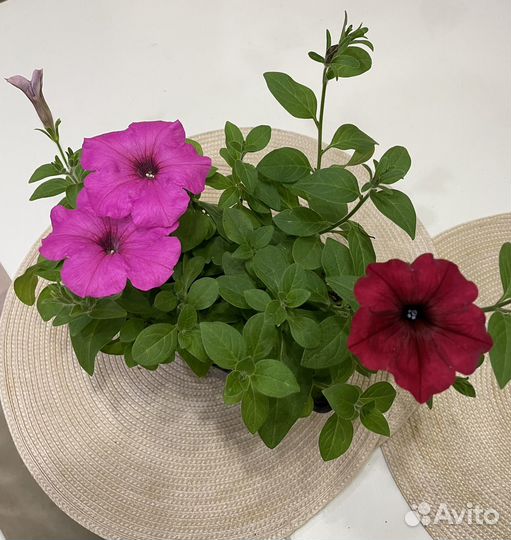 Петуния ампельная профессиональных сортов черенки