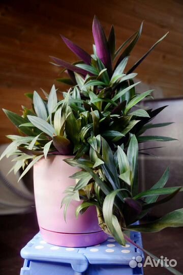 Растение Рео (Рэо), традесканция покрывальчатая