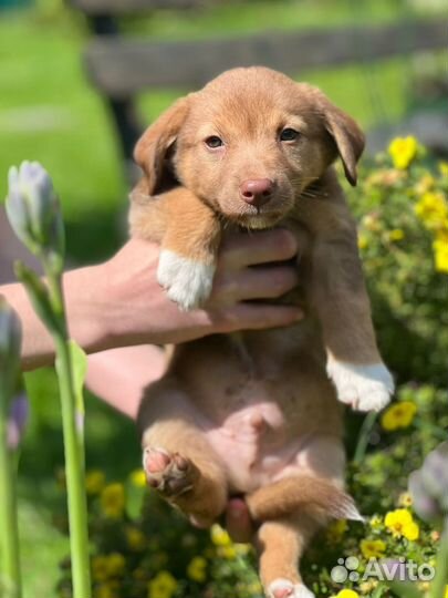 Щенки в добрые руки