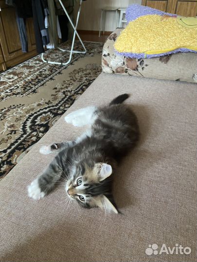 Котенок мейн-кун